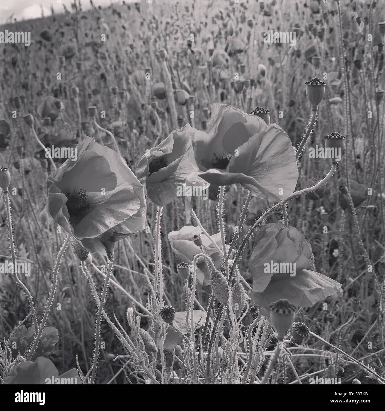 Poppies in black and white hi-res stock photography and images - Alamy