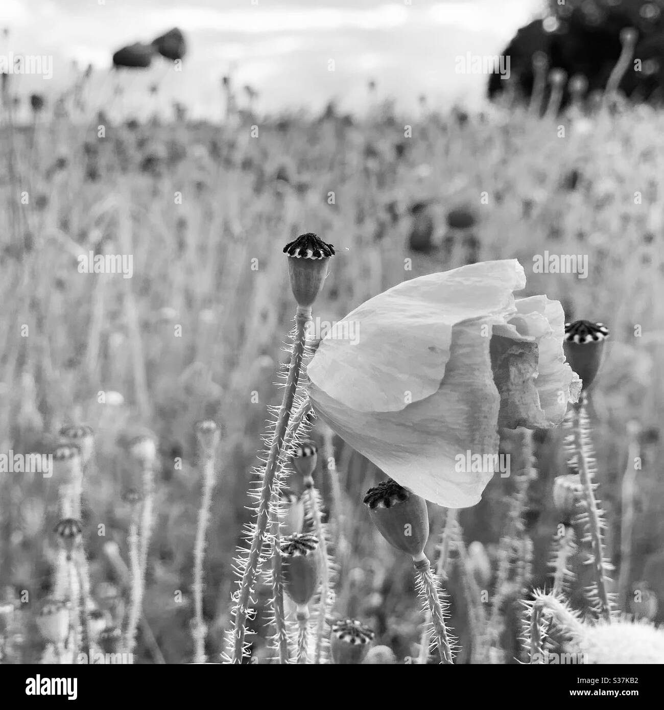 Black and white poppy field Black and White Stock Photos & Images - Alamy