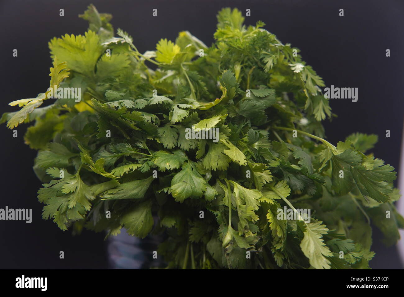 Bunch of fresh green cilantro herb Stock Photo
