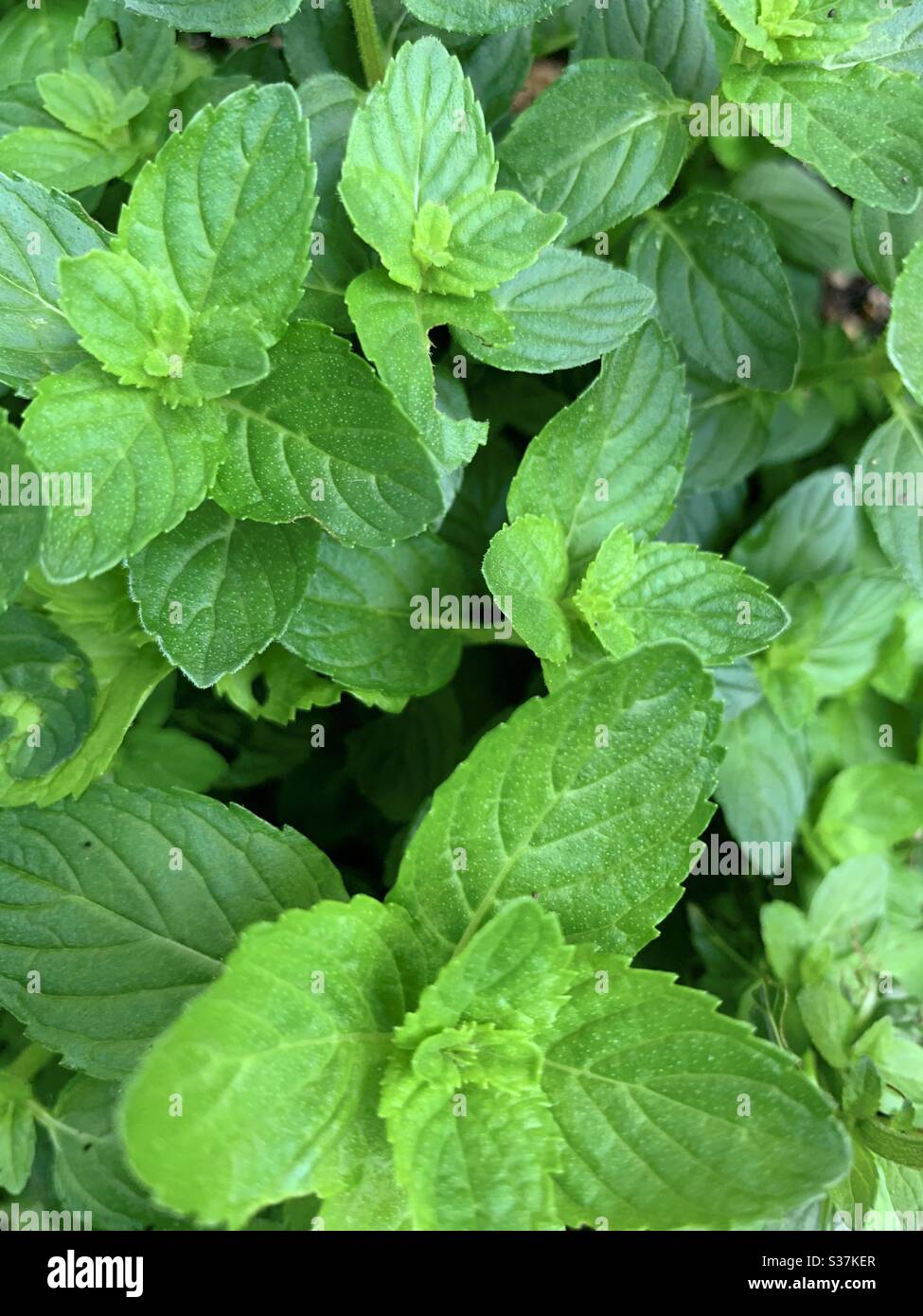 Spearmint plant leaves Stock Photo