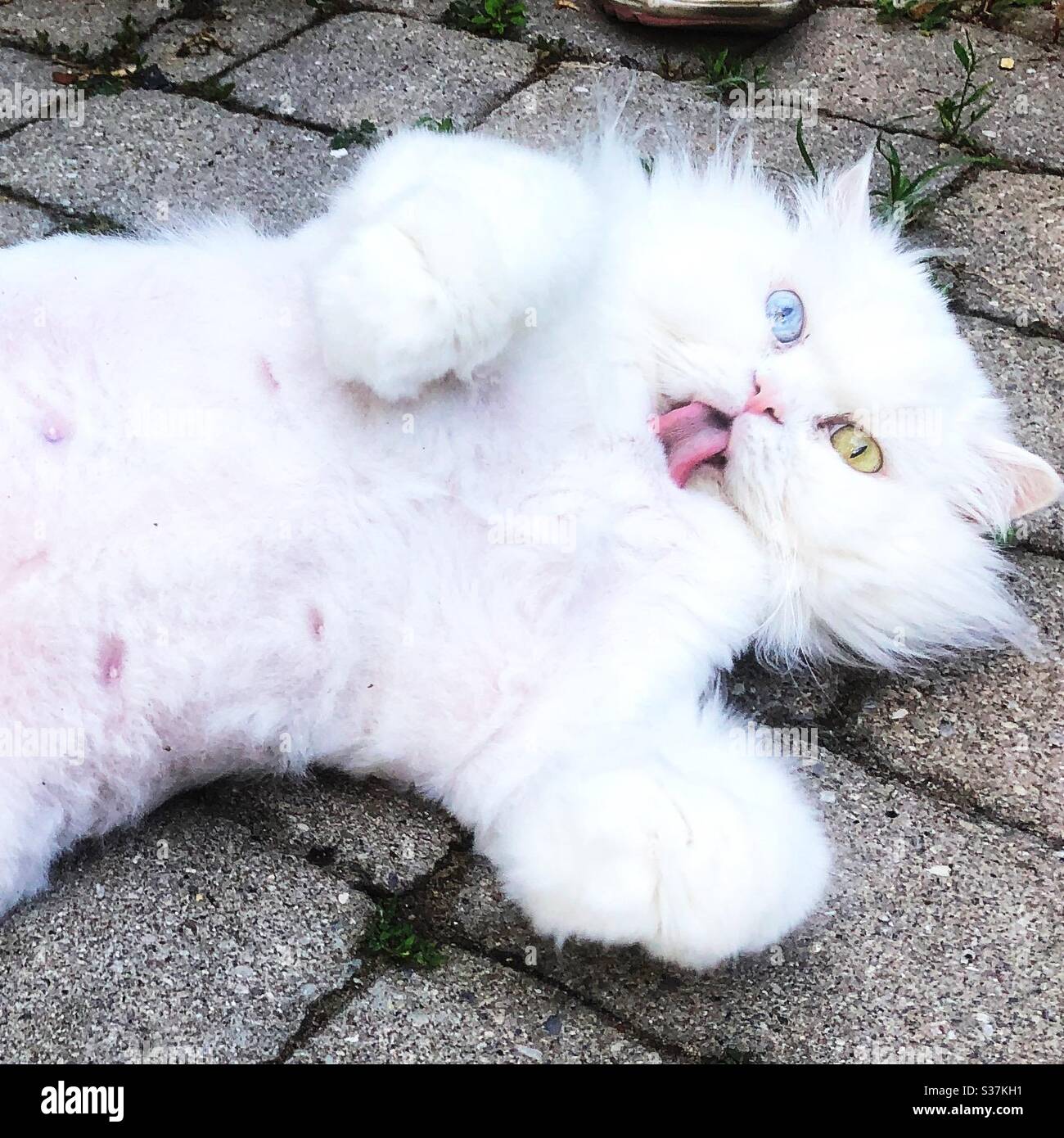 Cat With Different Coloured Eyes Stock Photo Alamy