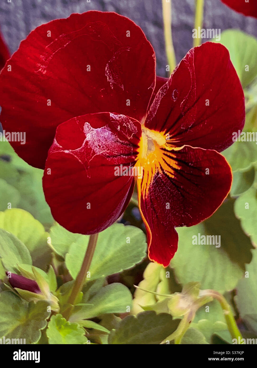 Red pansy flower with snail trail in evidence Stock Photo