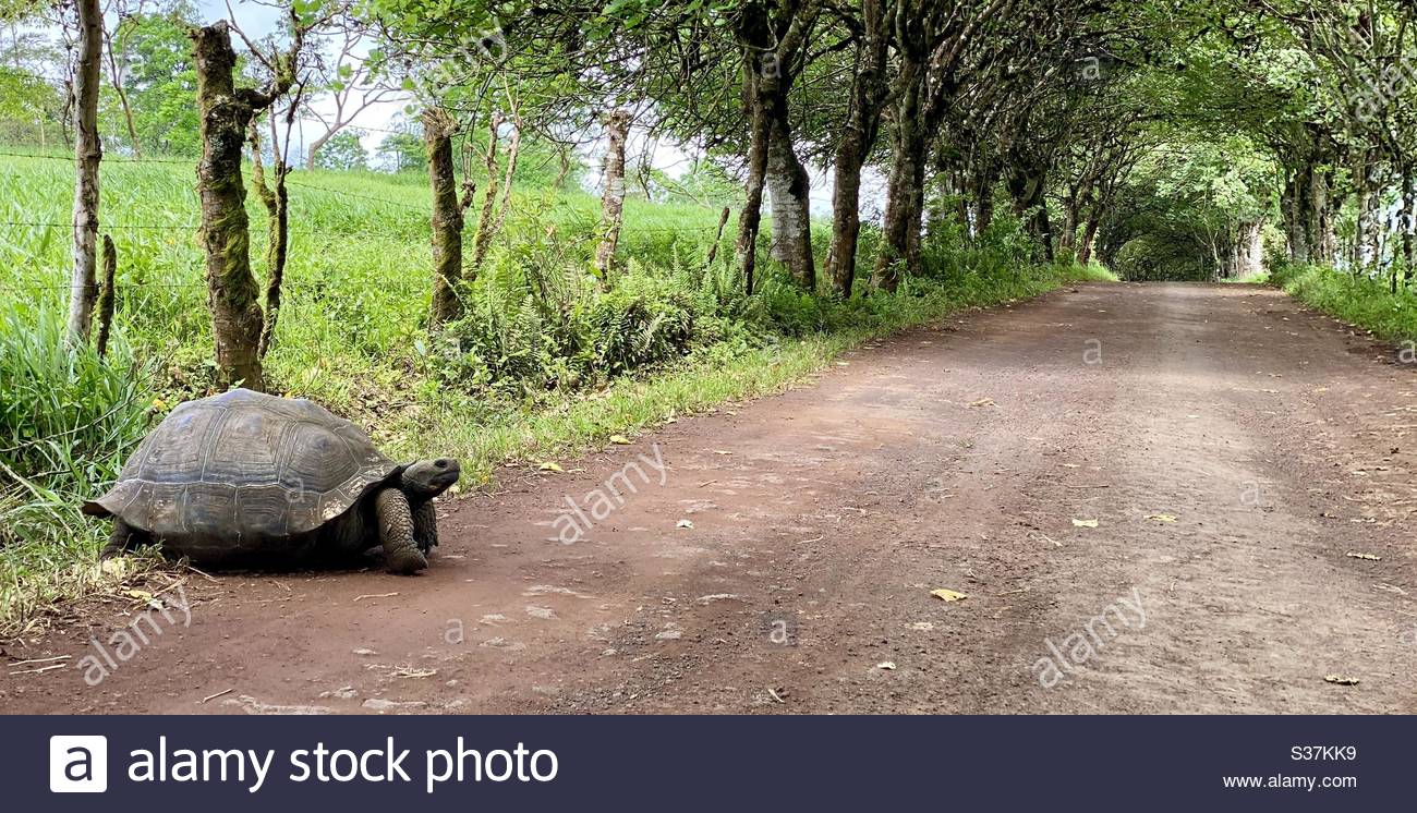 Turtle Crossing The Road Slowly But Surely Stock Photo Alamy Turtle Crossing The Road Slowly But Surely Stock Photo Alamy