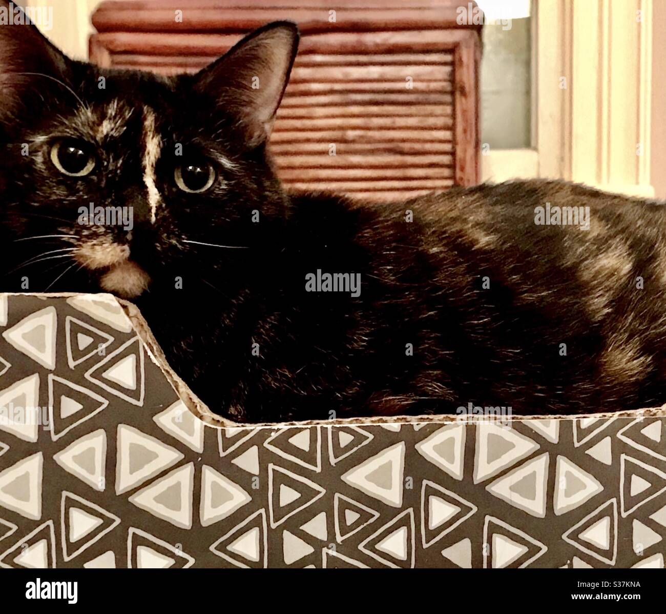 Spayed female hi-res stock photography and images - Alamy