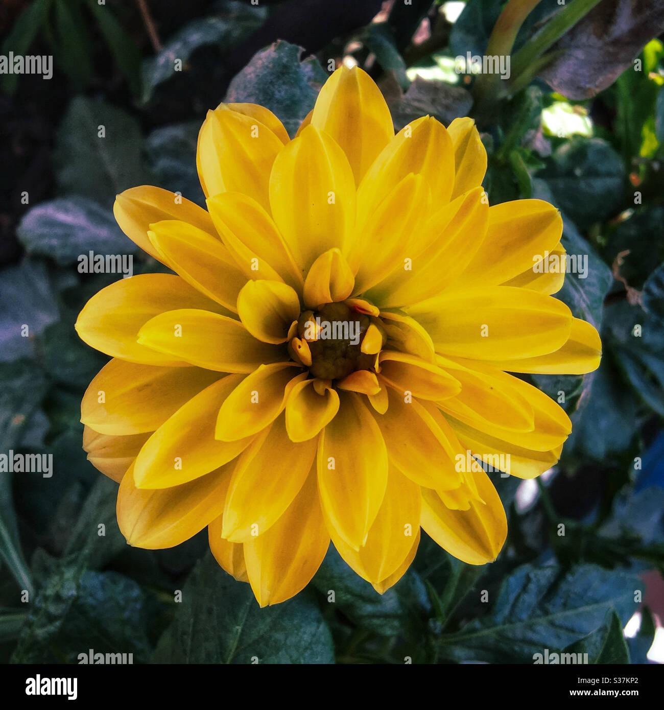 Yellow Dahlia flower Stock Photo