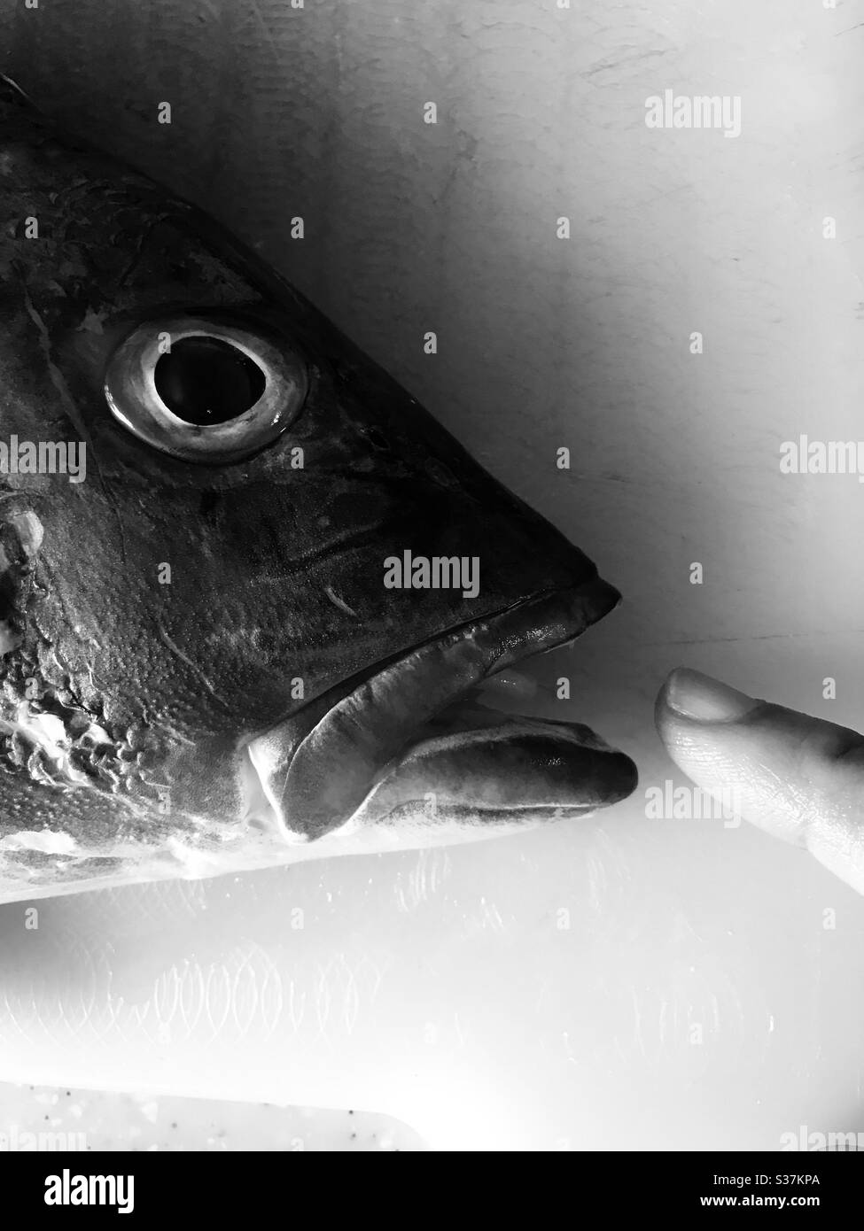 Touch me not! Fish n Me in black & white mode Stock Photo