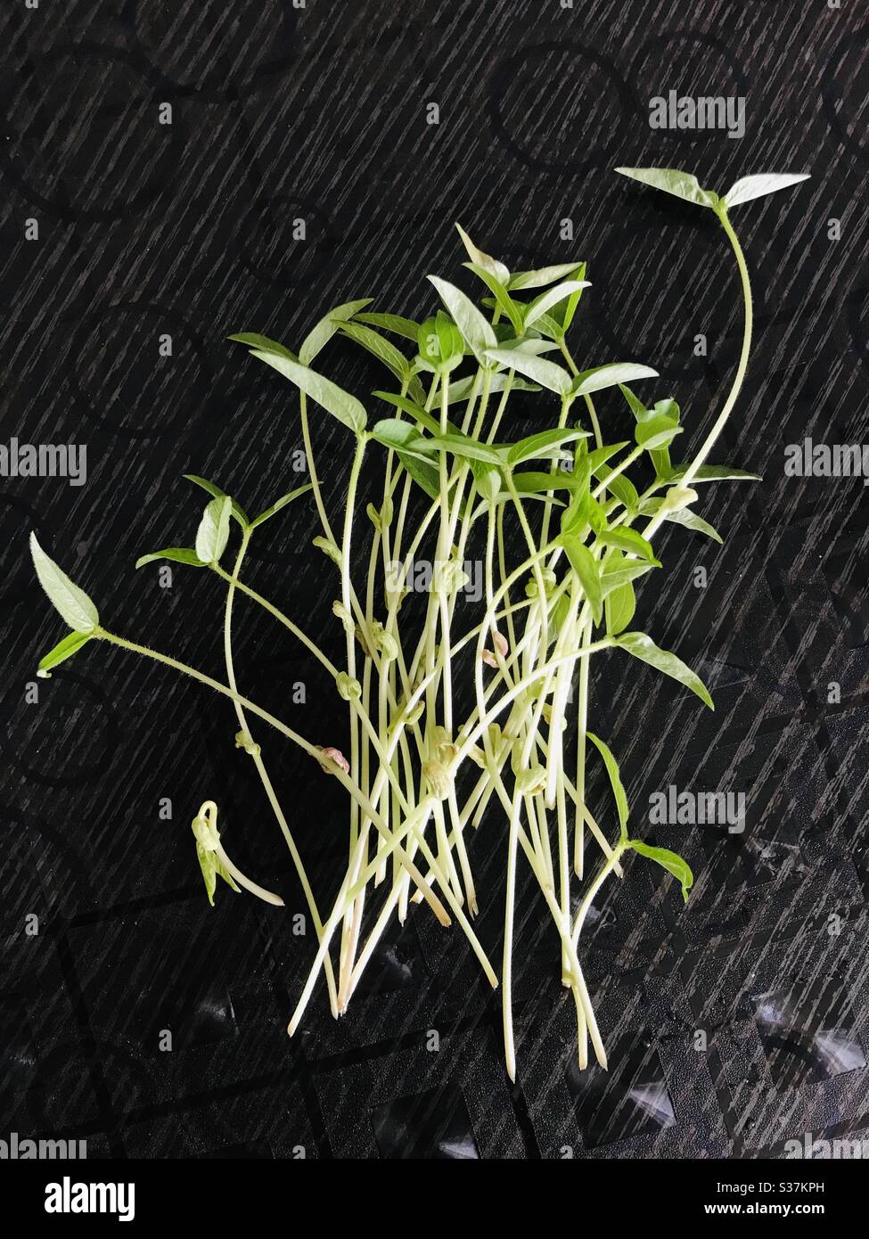 Homemade organic sprouted micro greens,green bean sprouted leafs harvested before cooking for healthy vegan food cooking. Healthy food and diet concept.new growth new life Stock Photo