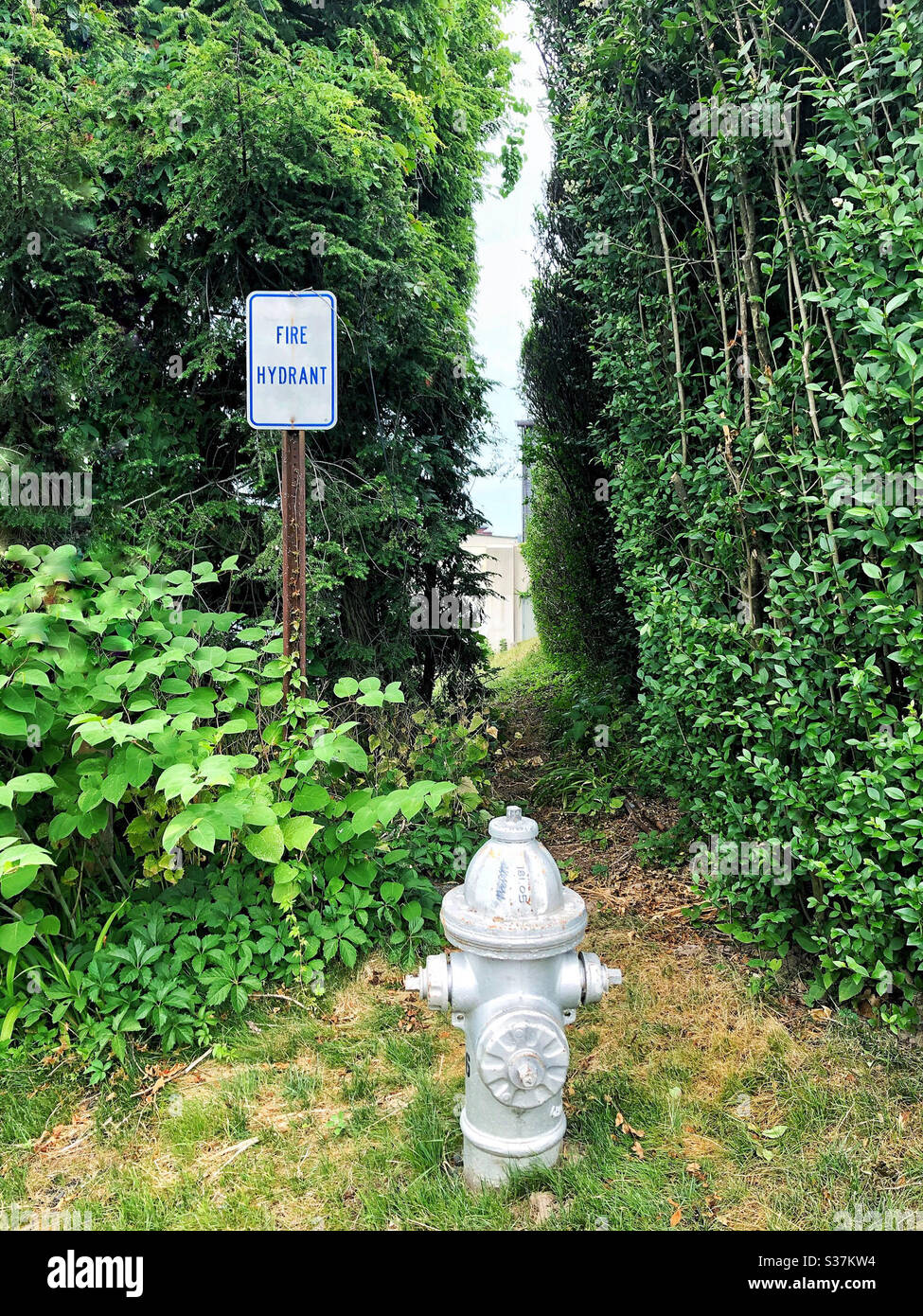 Silver fire hydrant next to sign that says fire hydrant amid some shrubbery and a path - Smartphone Captured Stock Image