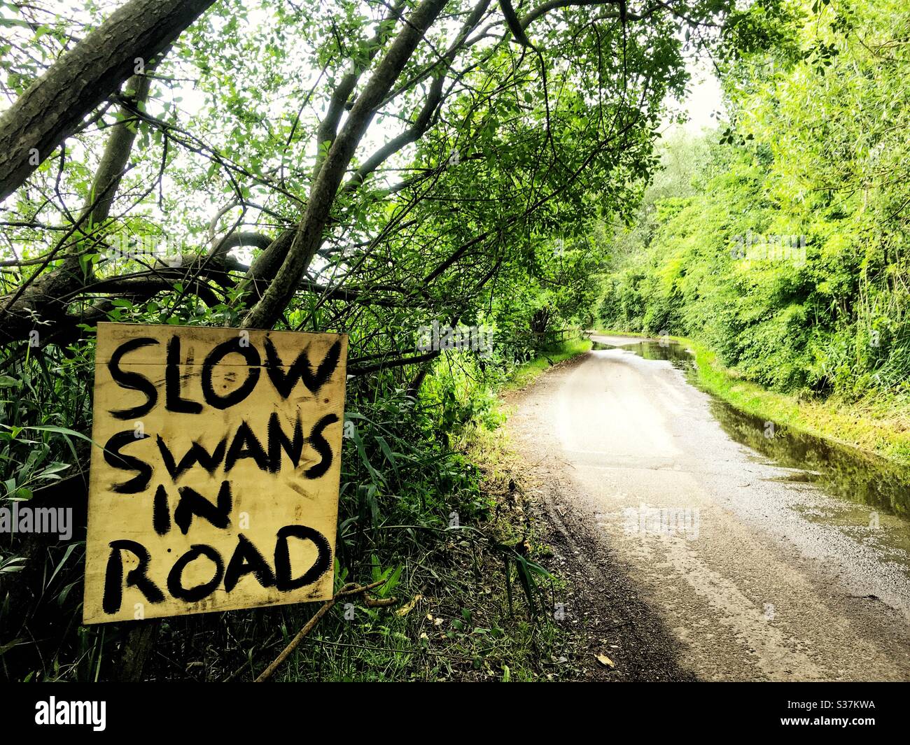 Slow swans in road warning sign Uk - Smartphone Captured Stock Image