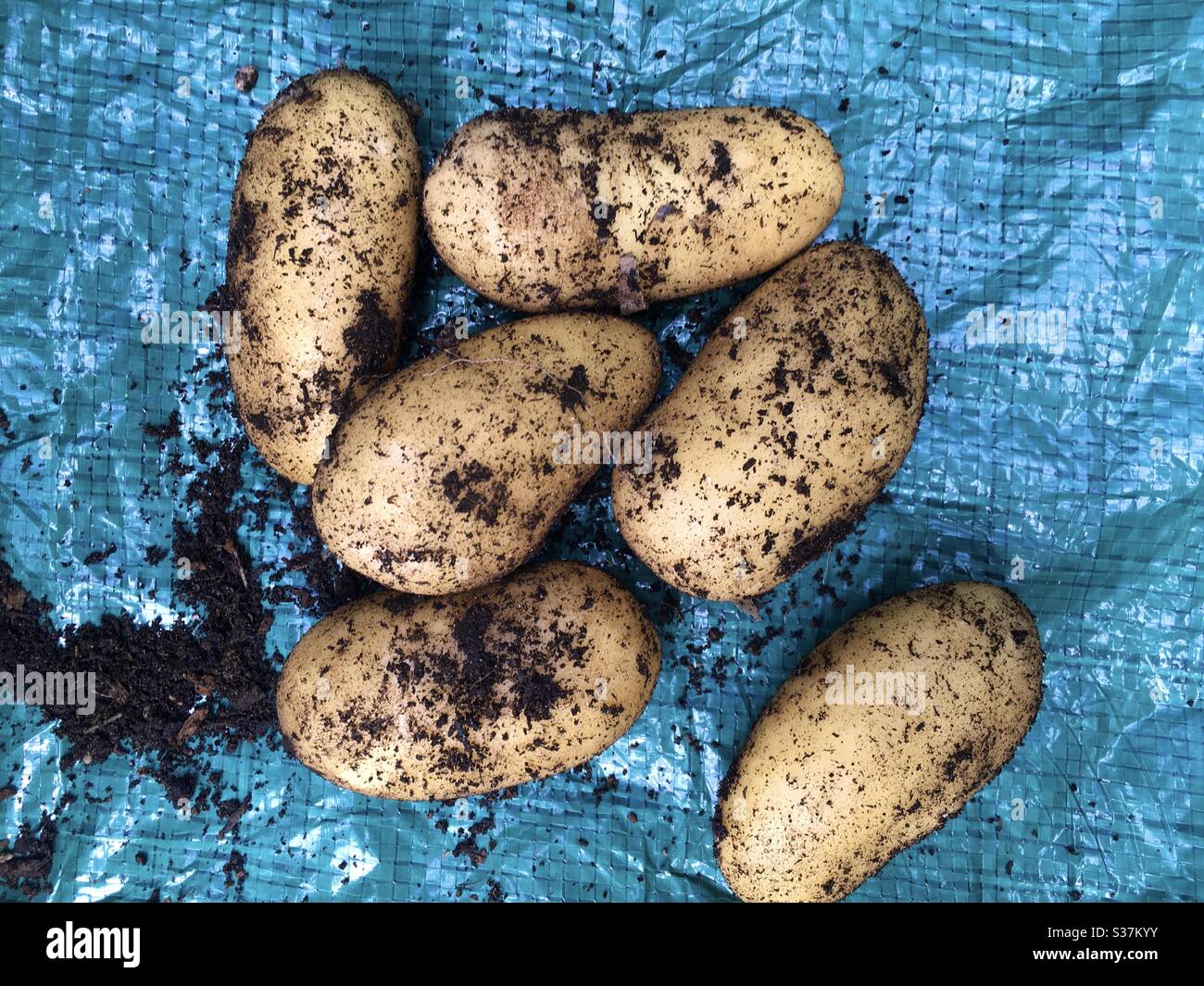 Freshly dug charlotte potatoes - Smartphone Captured Stock Image