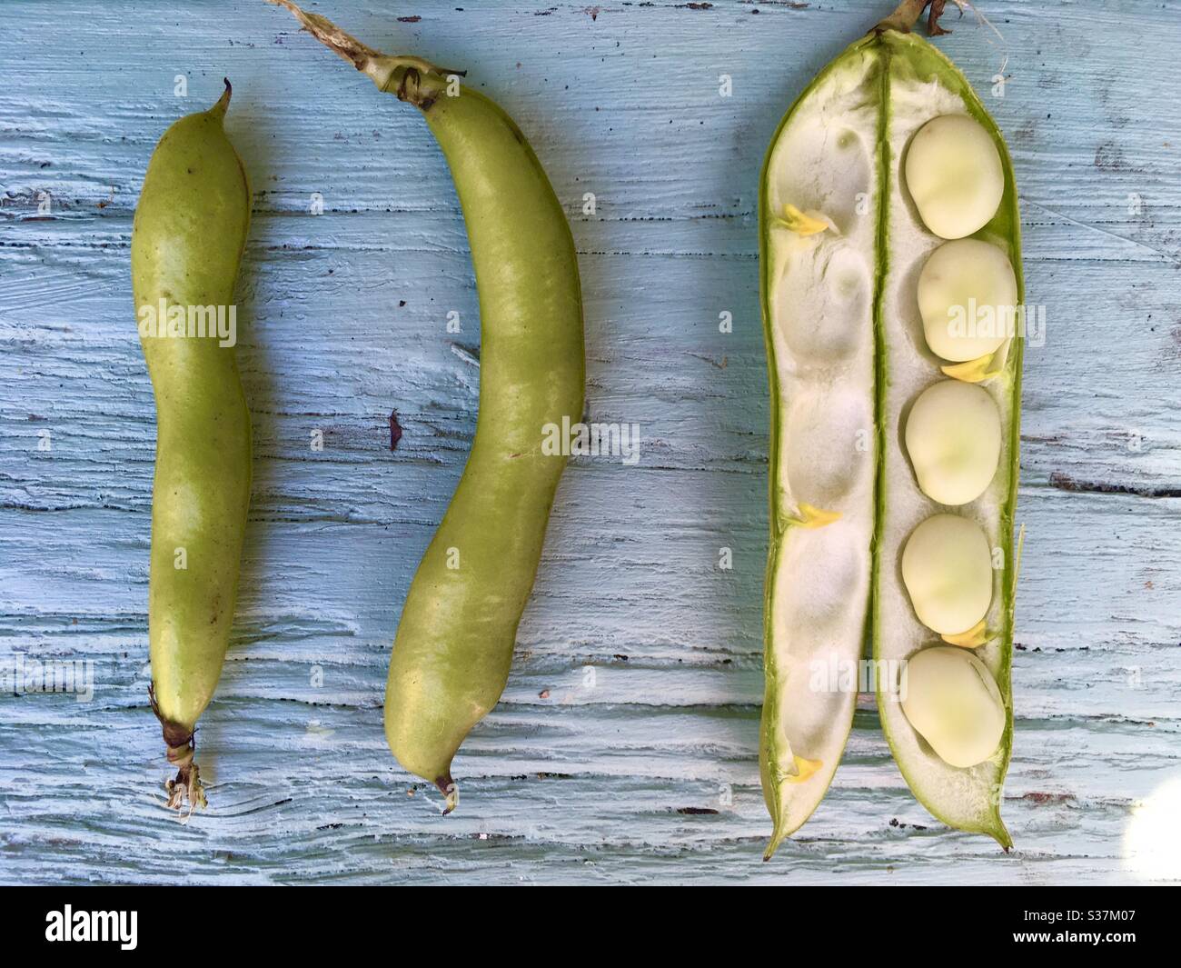 Broad beans in pods - Smartphone Captured Stock Image