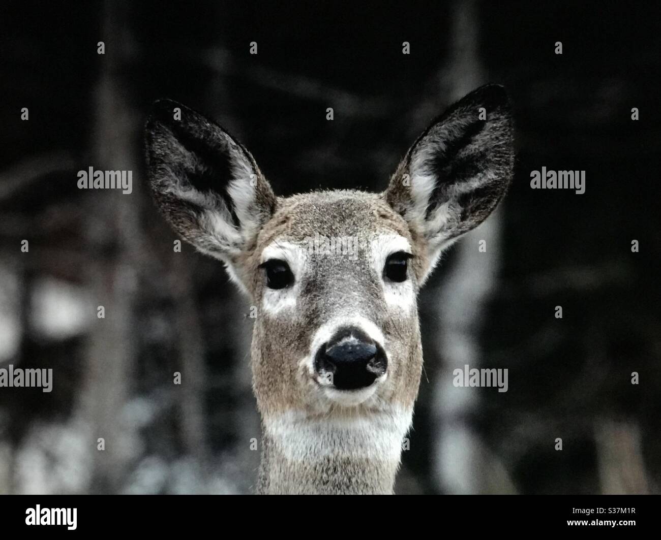 Deer with big ears hi-res stock photography and images - Alamy Deer with big ears hi-res stock photography and images - Alamy