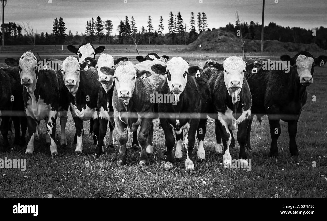 Line up of cows on a farm Stock Photo Alamy