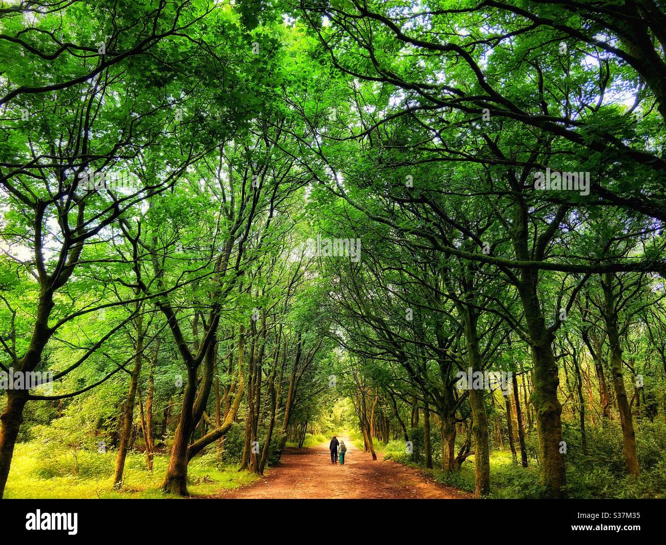 Two people walking down tree lined avenue at Rivington in Lancashire - Smartphone Captured Stock Image