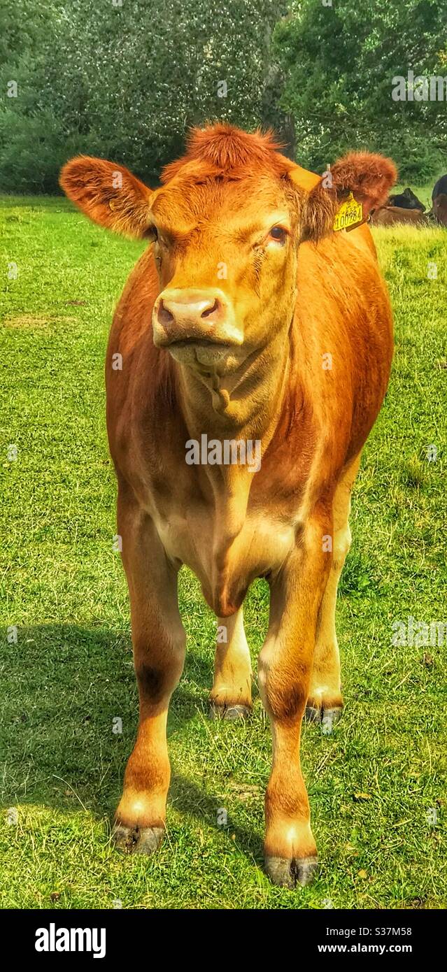 Brown Cow in a field - Smartphone Captured Stock Image