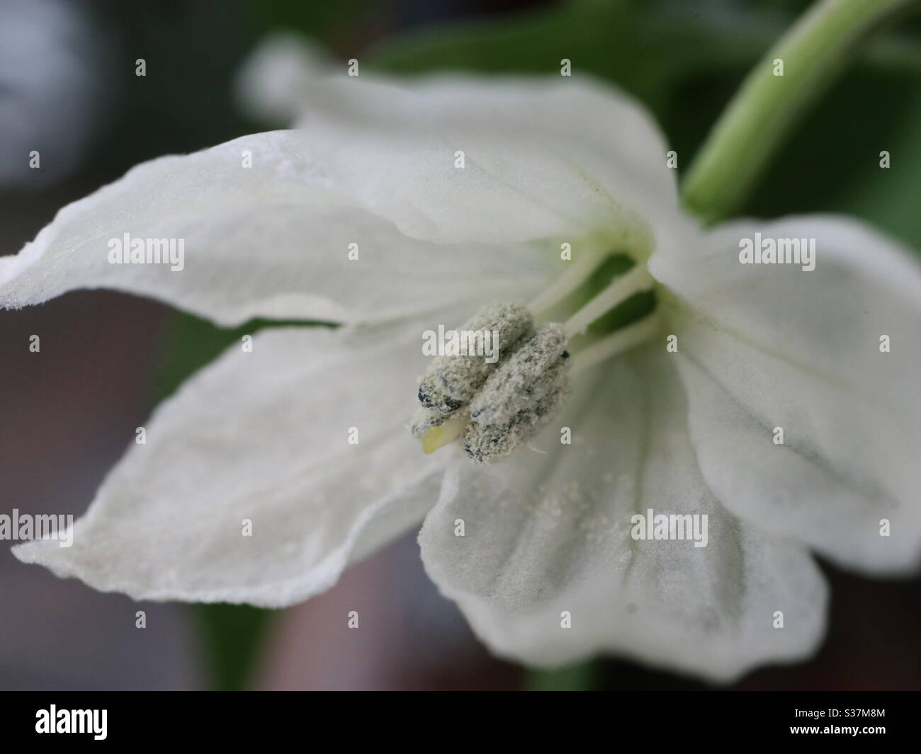 Cayenne Pepper flower in flower Stock Photo Alamy