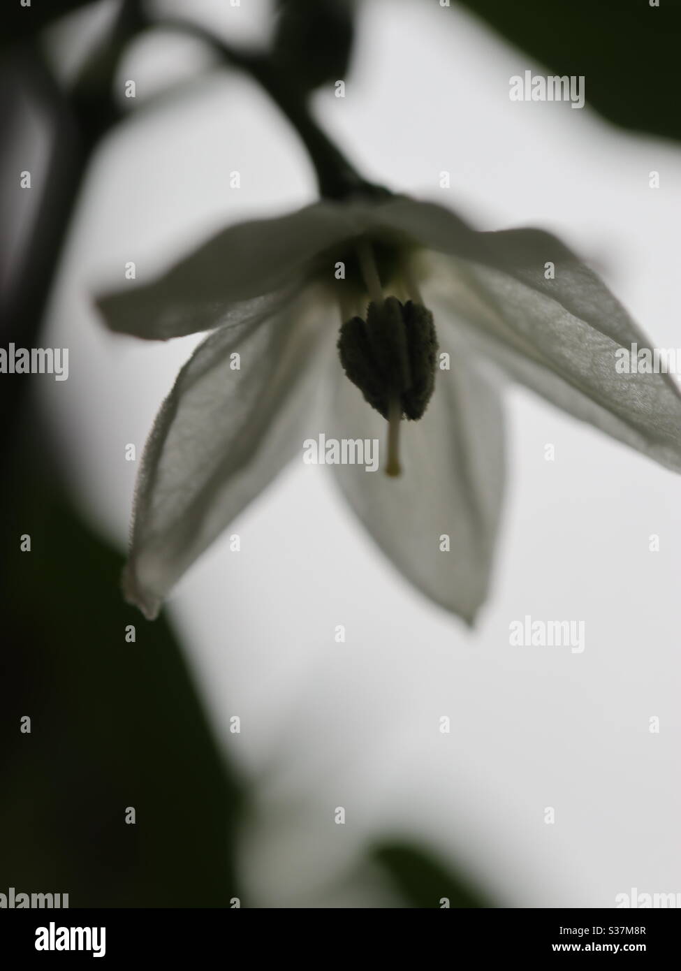 Cayenne pepper flower from below Stock Photo Alamy