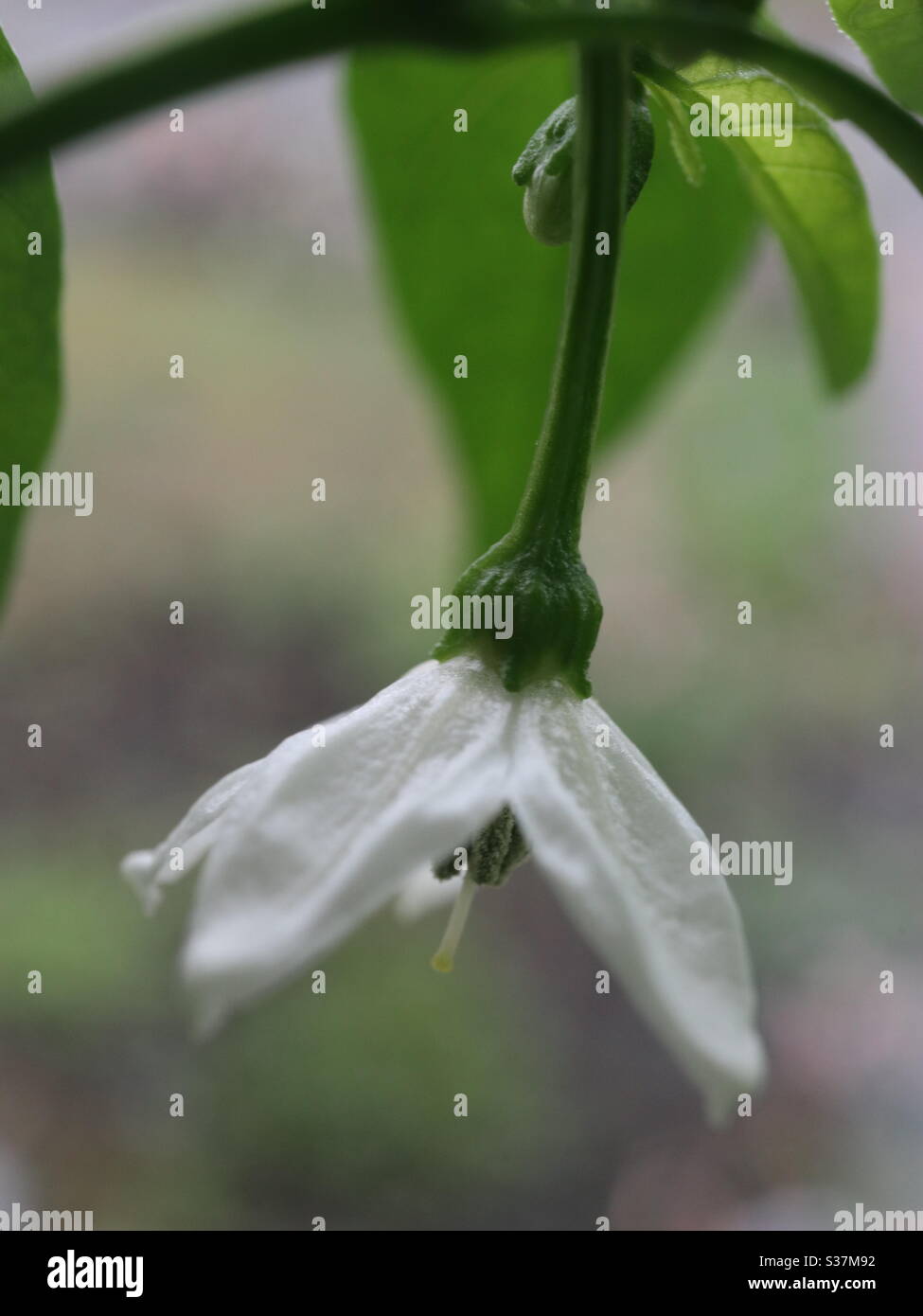 White Cayenne Pepper Flower Stock Photo Alamy