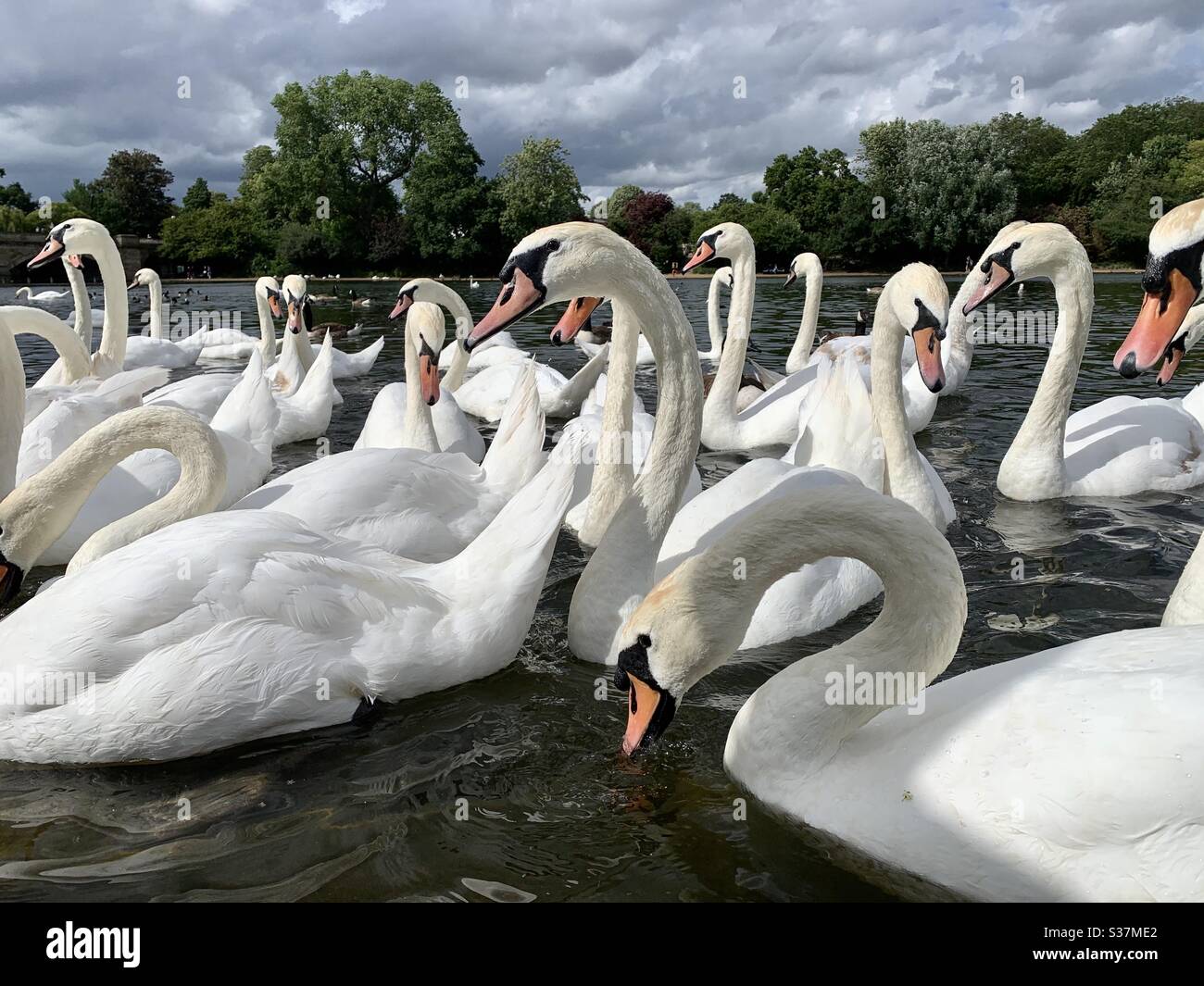 Swans - Smartphone Captured Stock Image