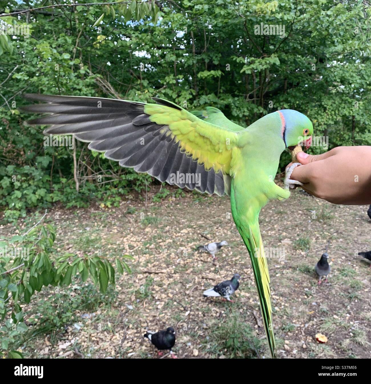 Feeding a parakeet - Smartphone Captured Stock Image