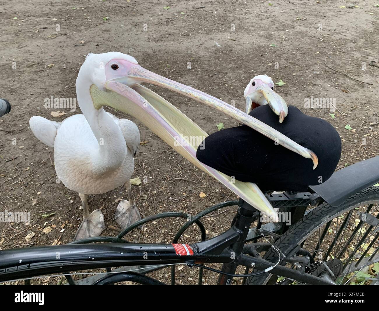 Pelicans attacking bike - Smartphone Captured Stock Image