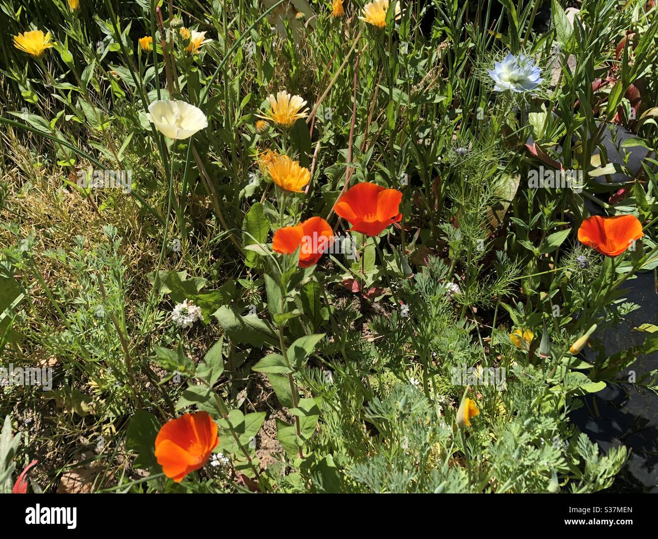 Wildflower garden red blue hi-res stock photography and images - Alamy