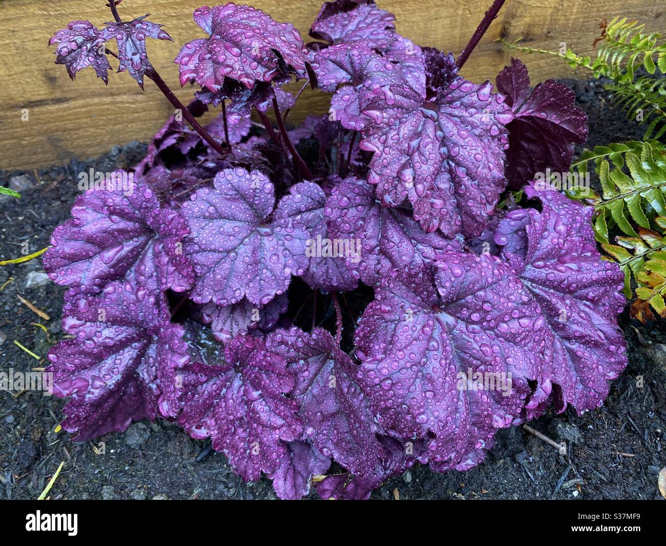 Purple heuchera in the rain Stock Photo Alamy