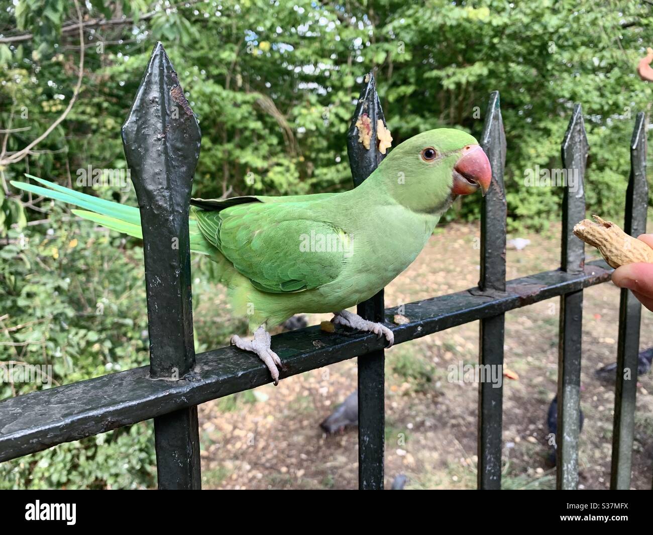 Parakeet on black railing - Smartphone Captured Stock Image