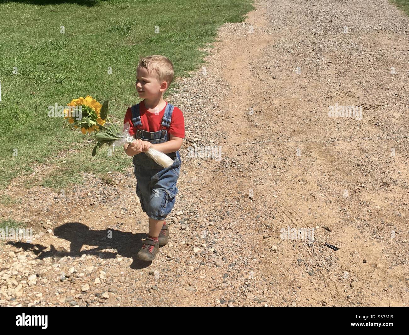 Boy in Overalls Walking on Dirt Road with Sunflower Stock Photo