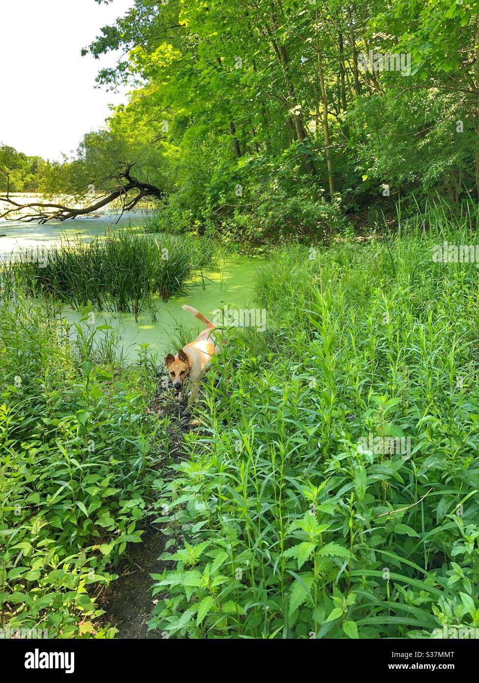 A dog exploring in the woods. - Smartphone Captured Stock Image