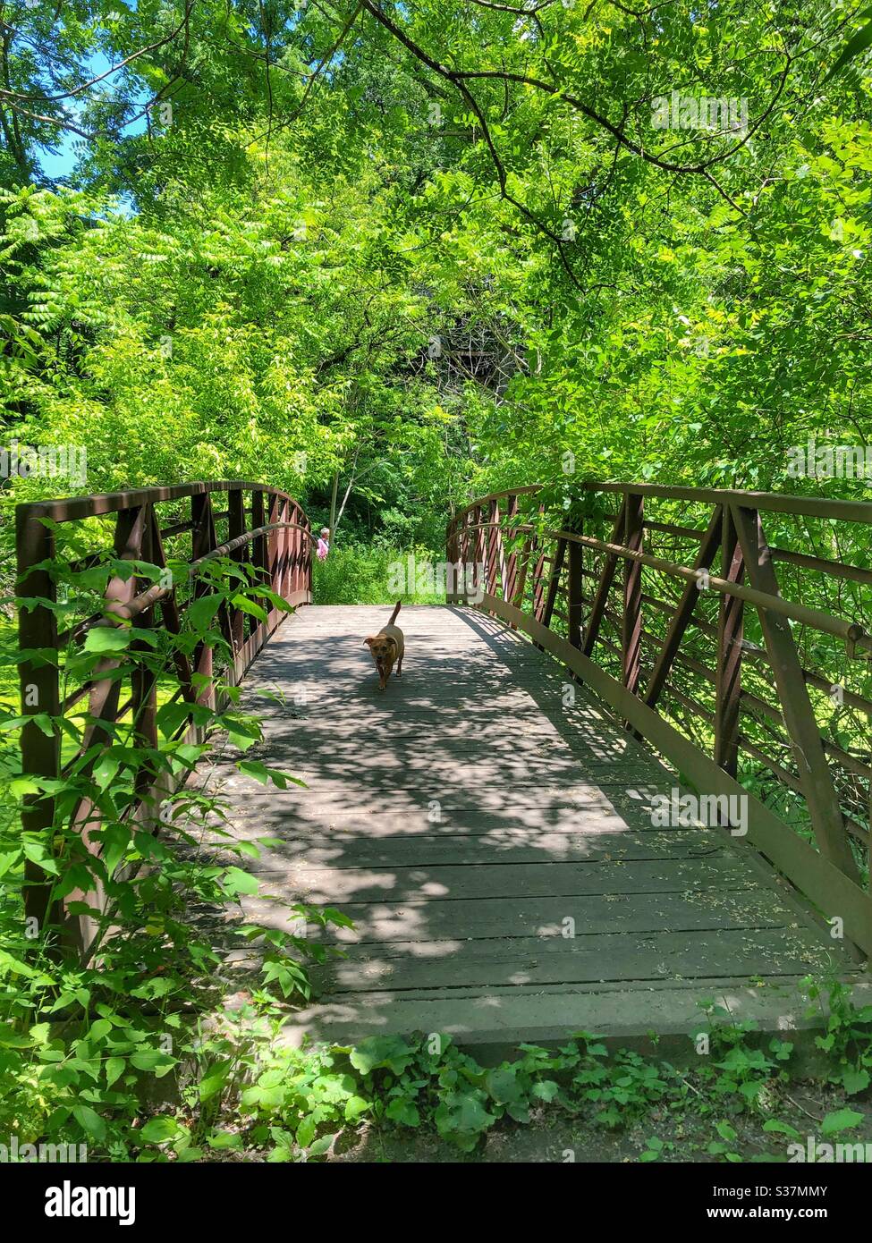 A dog crossing a bridge in the woods. - Smartphone Captured Stock Image