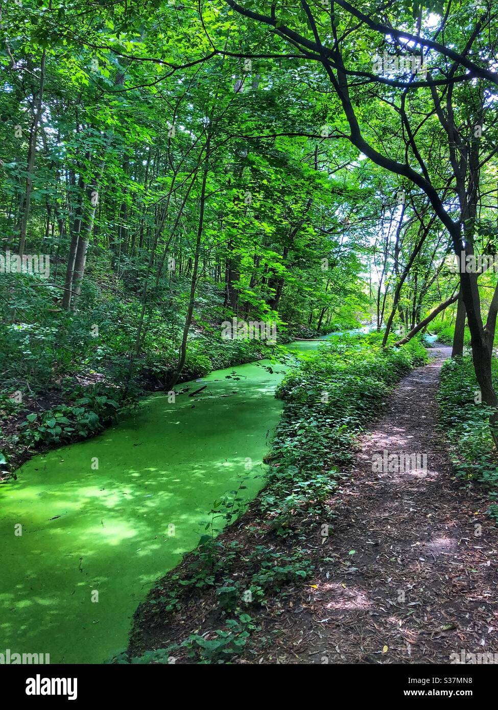 The lushness of nature in the woods. - Smartphone Captured Stock Image The lushness of nature in the woods. - Smartphone Captured Stock Image