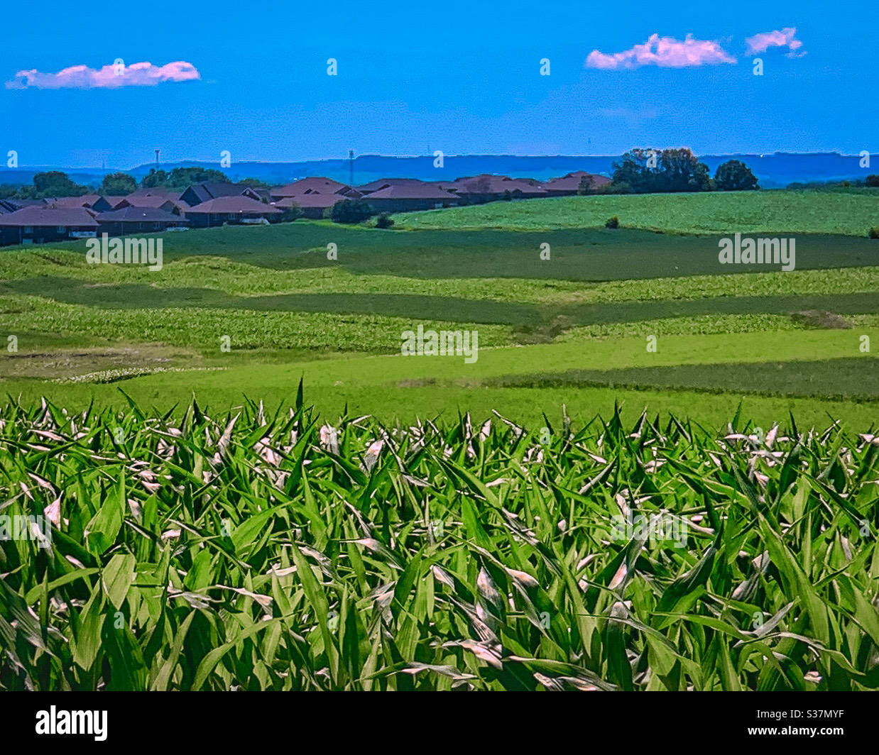 DUBUQUE, IOWA, June 25, 2020--Landscape photo of Iowa green farm field near City on beautiful summer day. Stock Photo