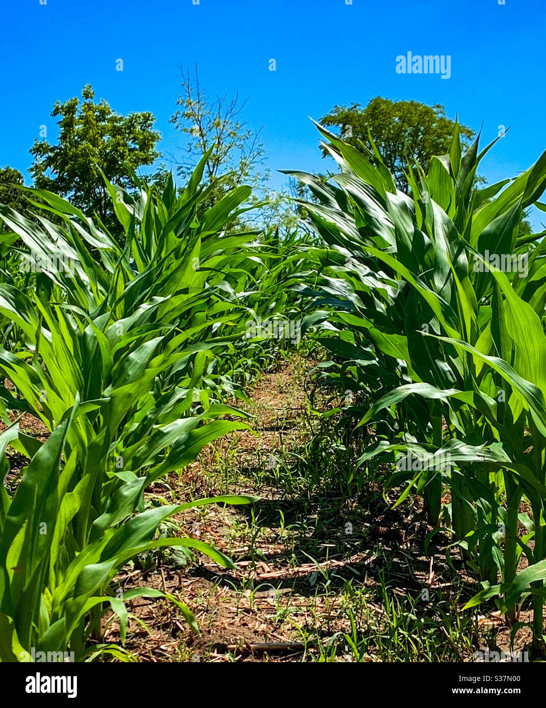 Corn field iowa hires stock photography and images Alamy