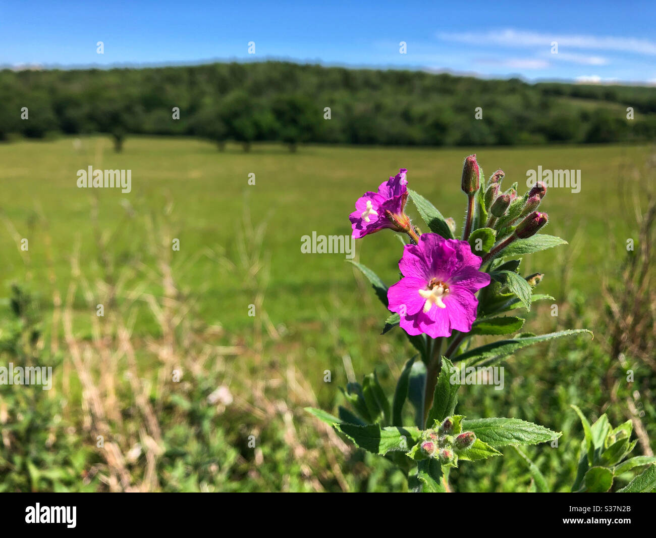 Great Willowherb ( Epilobium hirsutum) flower growing in a hedgerow with fields and woodland behind, South Wales, June. Stock Photo