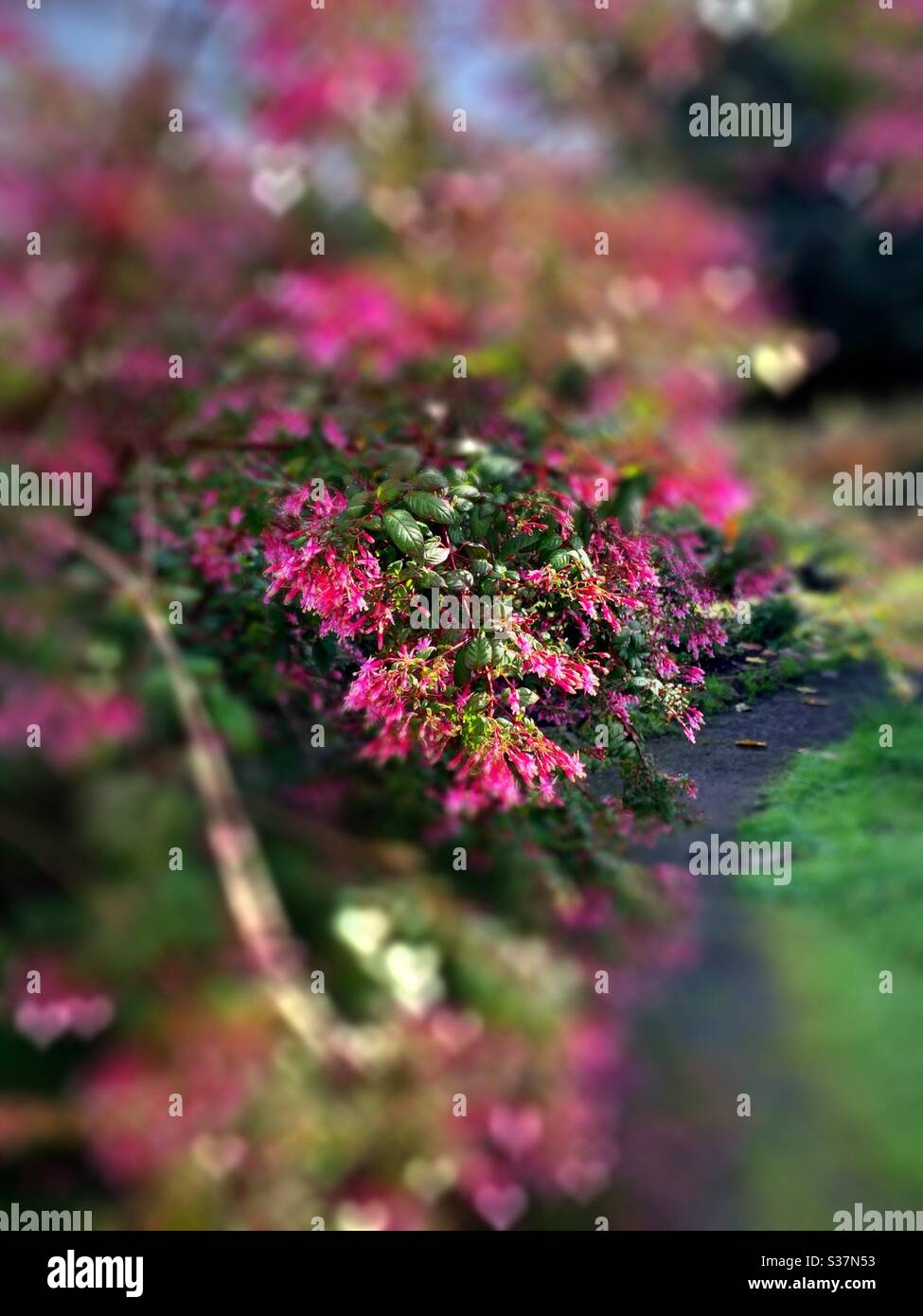 Cestrum elegans in pink and the path / 夜香樹花 Stock Photo
