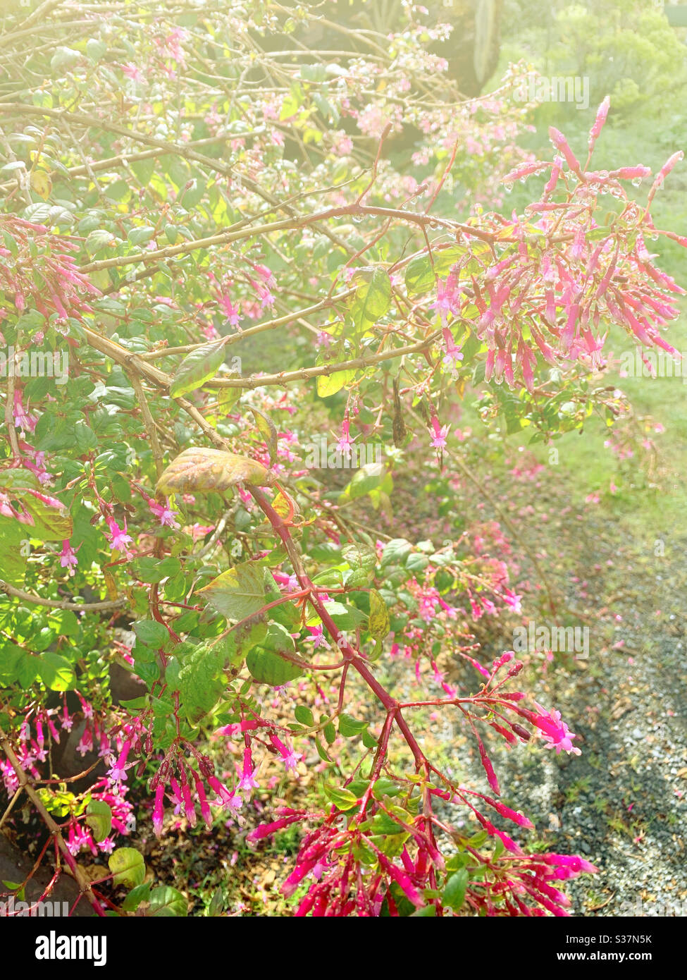 Cestrum elegans in pink after the rain/ 夜香樹花 Stock Photo