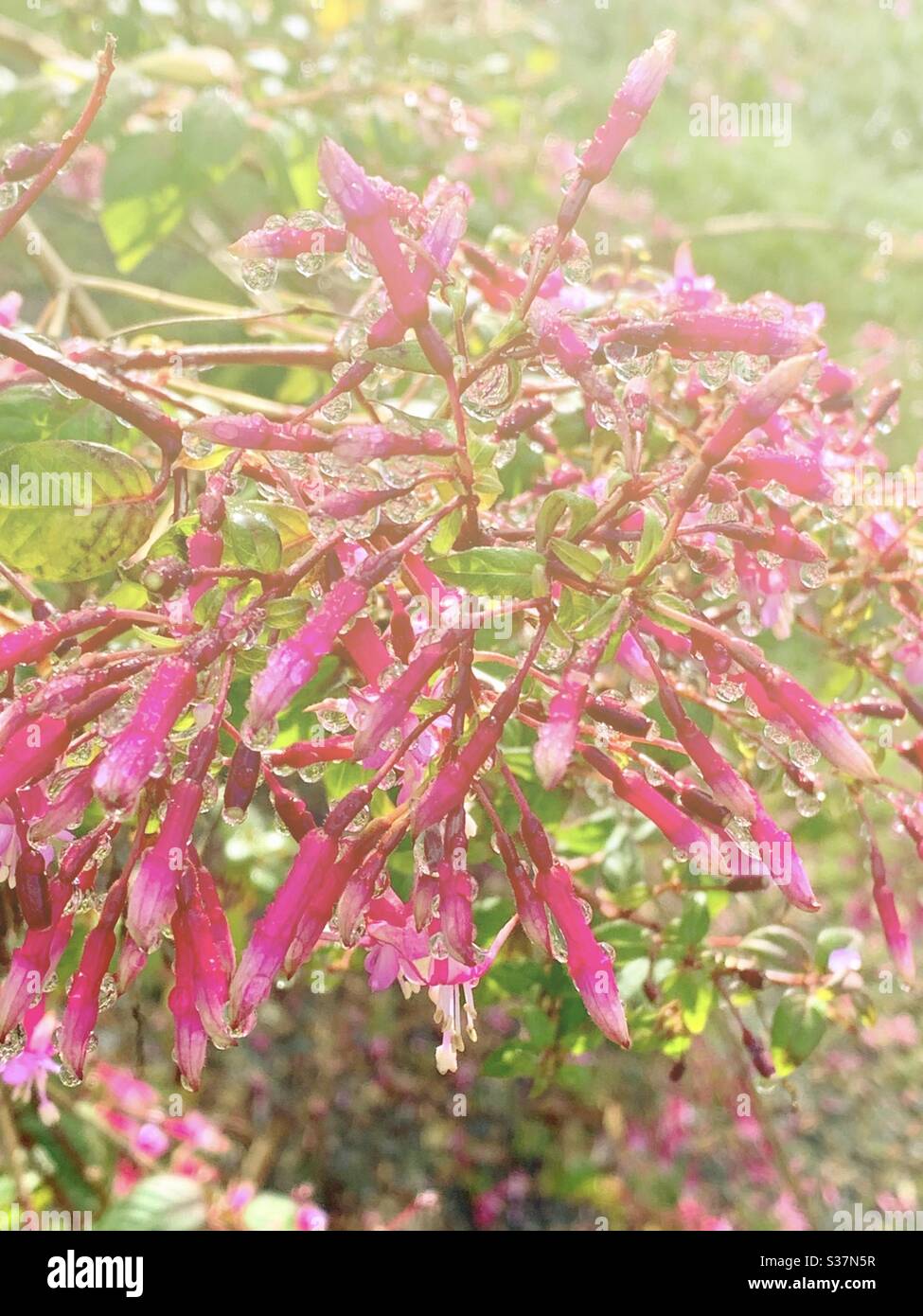 The closed-up shot of Cestrum elegans in pink after the rain/ 夜香樹花 Stock Photo