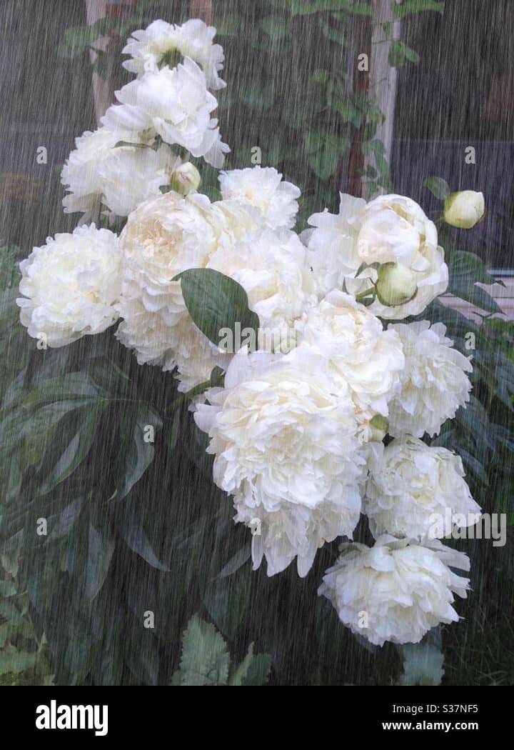 The White Paeonia Lactiflora In Full Bloom In Rain 白色盛放的芍藥花在雨中stock Photo Alamy