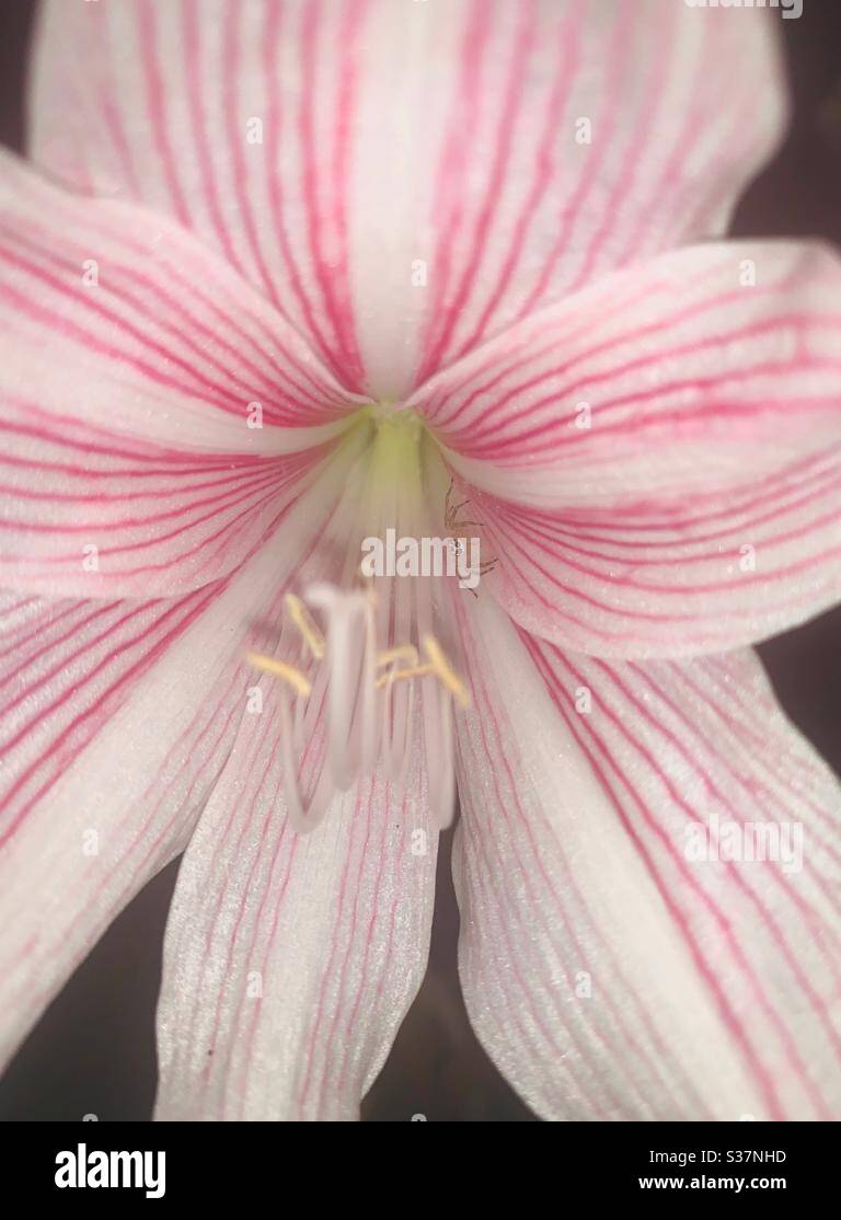Hippeastrum recticulatum var. straitifolium aka Striped leaved Amaryllis - pink Easter lily bloomed after a heavy rain, a small spider in side, flower showing its stamen,took at night time , Singapore Stock Photo