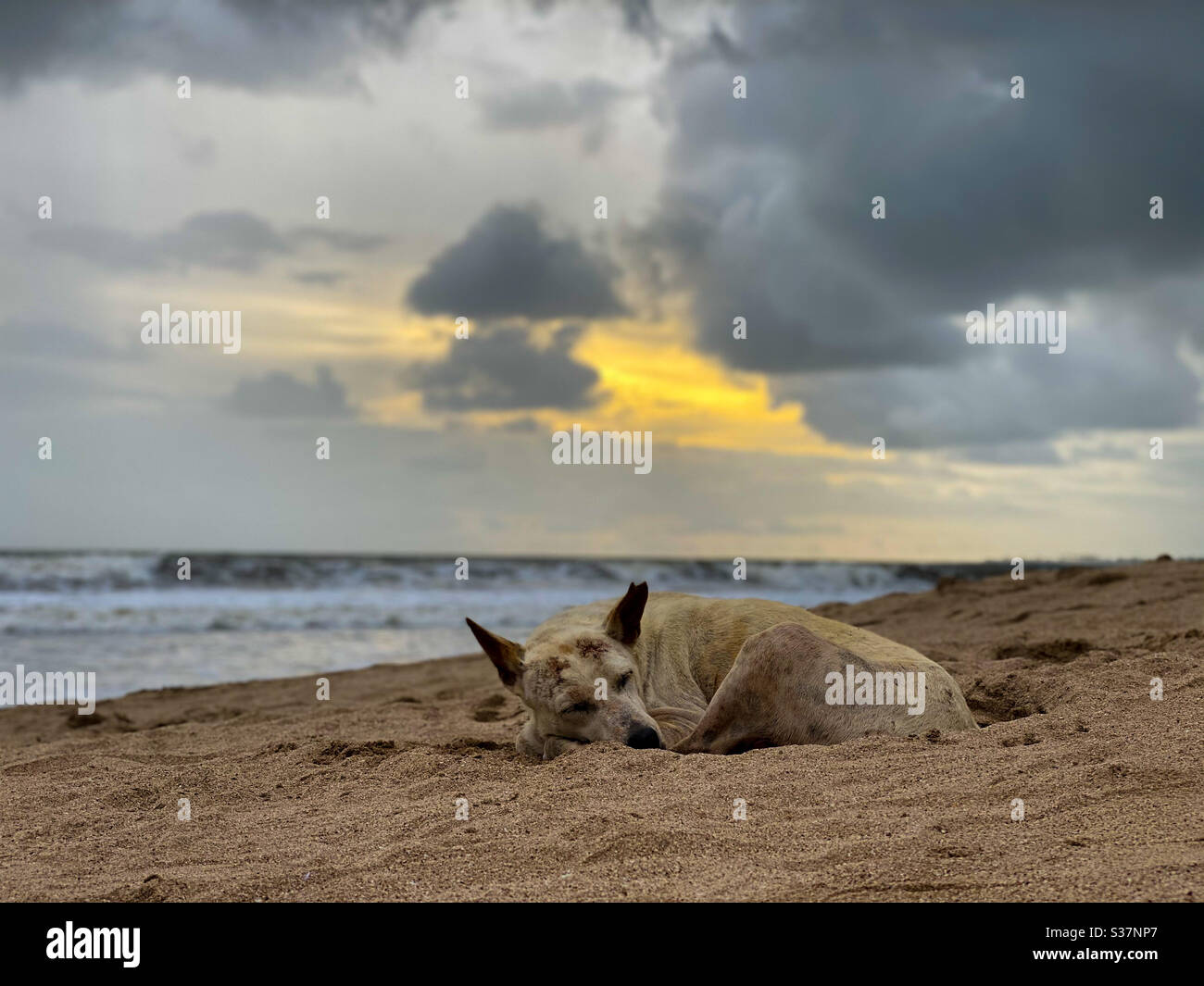Due to high tide and lockdown  Juhu Beach is deserted and stray dog peacefully resting. - Smartphone Captured Stock Image