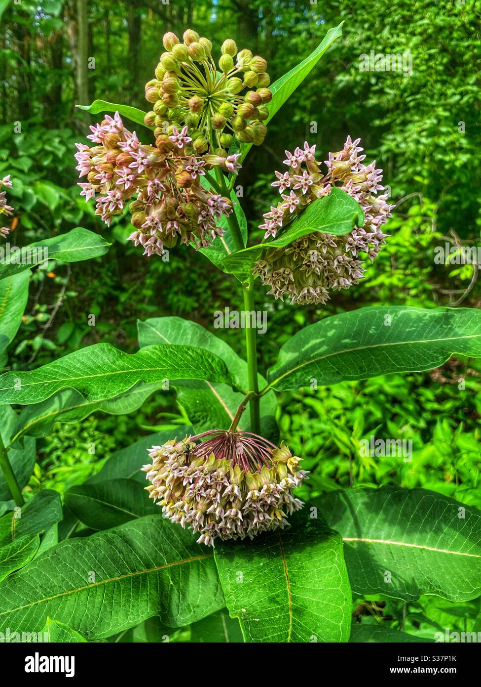 Milkweed closeup Stock Photo - Alamy