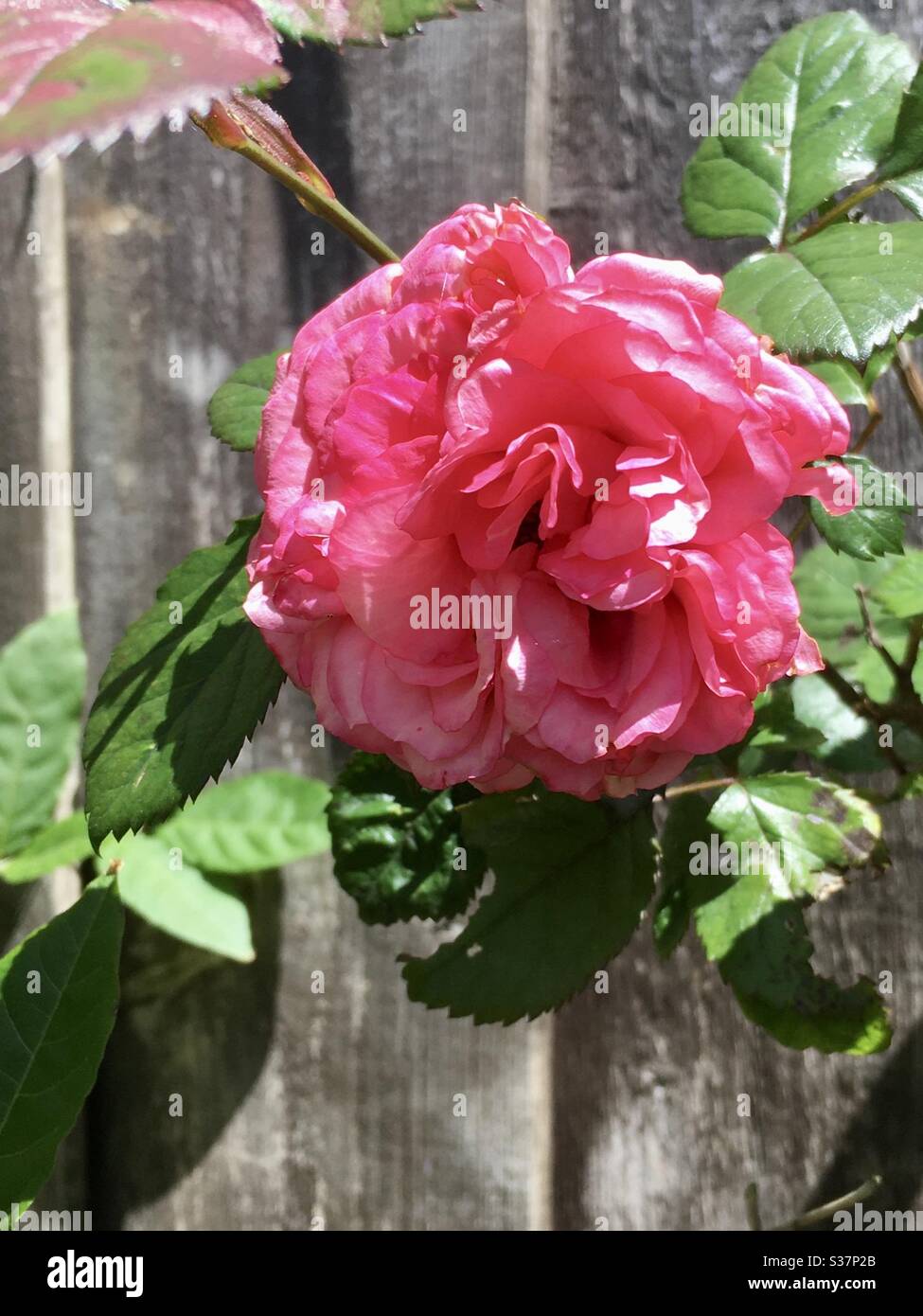 Beautiful pink rose with garden fence background Stock Photo - Alamy