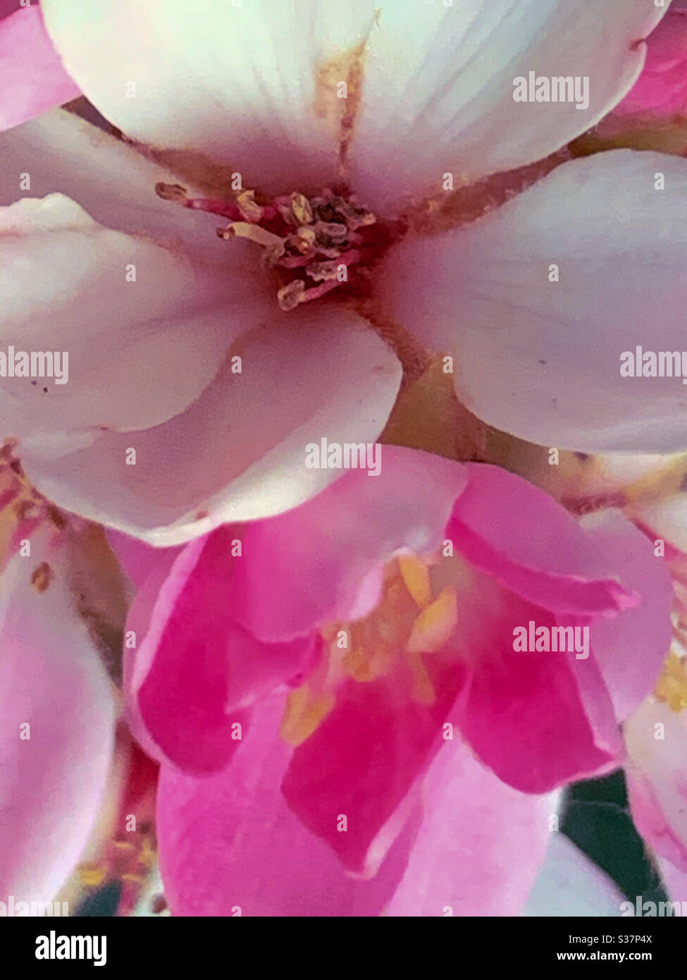Closeup of pretty pink and white blooms - Smartphone Captured Stock Image