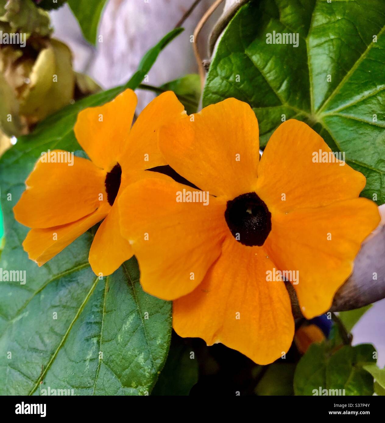 Flores amarillas en jardín Stock Photo