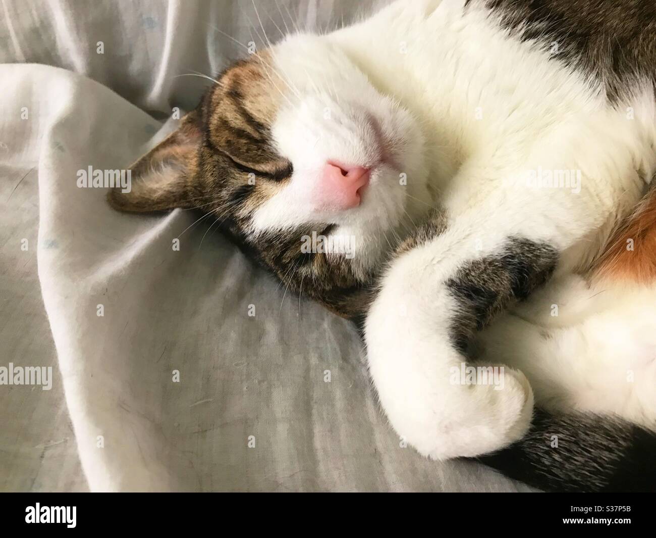 Tabby and white cat asleep - Smartphone Captured Stock Image