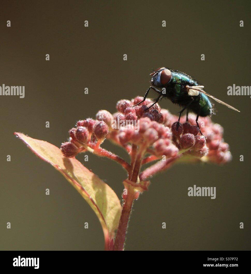 Macro Photography of a fly - Smartphone Captured Stock Image