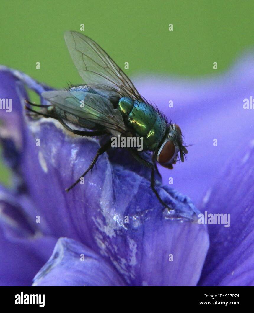 Macro photography of a fly - Smartphone Captured Stock Image