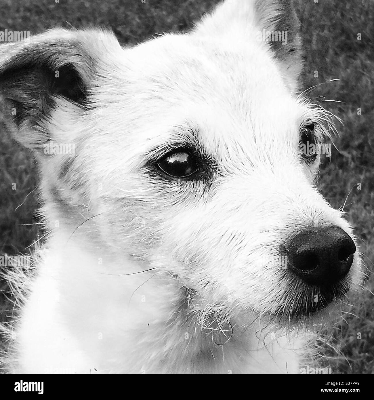 Head shot of adorable Jack Russell terrier - Smartphone Captured Stock Image