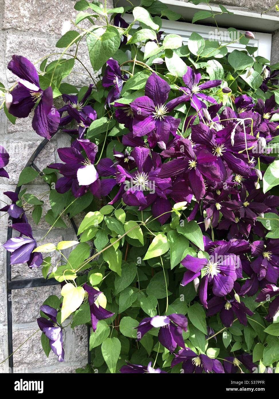 Purple Clematis on a White brick wall Stock Photo Alamy